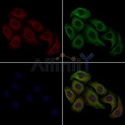 AQP1 Antibody - AF5231 staining Hela cells by IF/ICC.