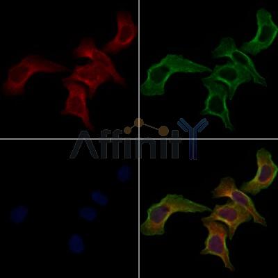 FAS Antibody - AF5342 staining Hela cells by IF/ICC.