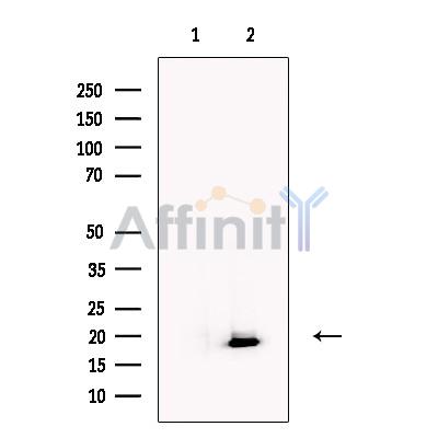 DDIT3/CHOP Antibody - Western blot analysis of extracts from Hela cells , using CHOP Antibody.