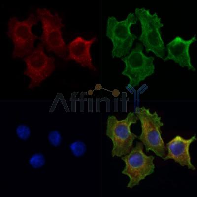 RPS6 Antibody - AF6354 staining HepG2 cells by IF/ICC.
