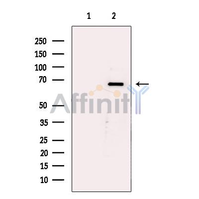 AMPK alpha Antibody - Western blot analysis of extracts from PANC1, using AMPK alpha Antibody.