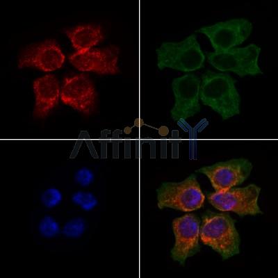 HCN1 Antibody - AF7541 staining HepG2 cells by IF/ICC.