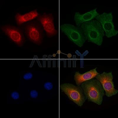ERK8 Antibody - AF7923 staining Hela cells by IF/ICC.
