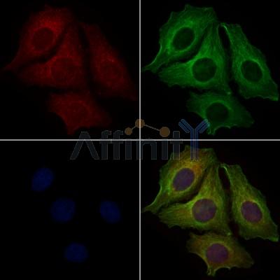 Myt1 Antibody - AF7935 staining Hela cells by IF/ICC.