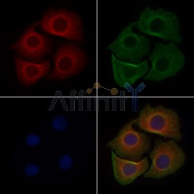 OR5AT1 Antibody - DF10232 staining Hela cells by IF/ICC.