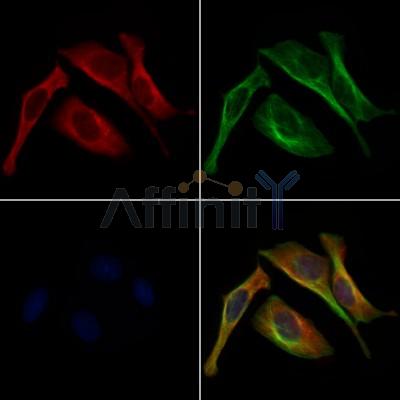 GOLPH3 Antibody - DF12099 staining 3T3 by IF/ICC.