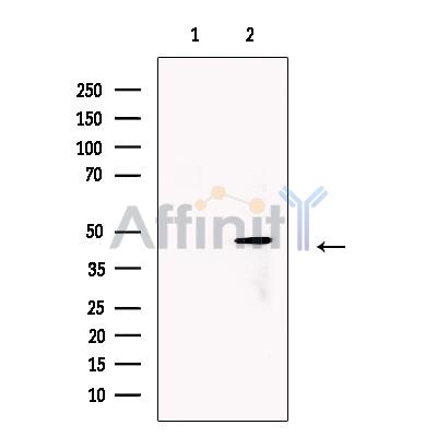 LOX Antibody - Western blot analysis of extracts from MCF-7, using LOX Antibody.