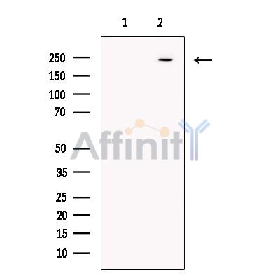 Ninein - Centrosome Marker Antibody - Western blot analysis of extracts from Hela cells, using Ninein - Centrosome Marker Antibody.