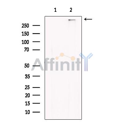 Bassoon Antibody - Western blot analysis of extracts from Rat  brain, using Bassoon Antibody.