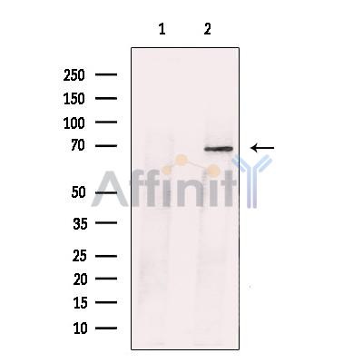 Bestrophin Antibody - Western blot analysis of extracts from RPE, using Bestrophin Antibody.