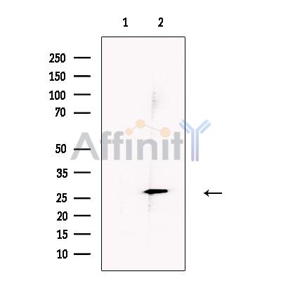 ERp29 Antibody - Western blot analysis of extracts from NIH/3T3, using ERp29 Antibody.