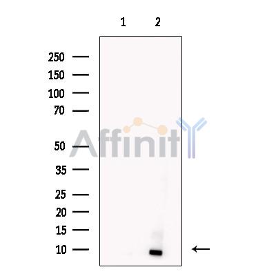 Apelin Antibody - Western blot analysis of extracts from Hela cells, using Apelin Antibody.