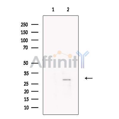 PR3 Antibody - Western blot analysis of extracts from Mouse  brain, using PR3 Antibody.