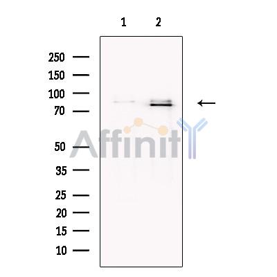MUM1 Antibody - Western blot analysis of extracts from Ramos, using MUM1 Antibody.