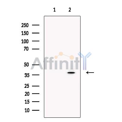 MafA Antibody - Western blot analysis of extracts from Human  brain, using MafA Antibody.