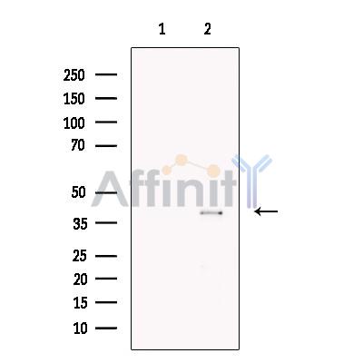 Wnt3 Antibody - Western blot analysis of extracts from A549, using Wnt3 Antibody.