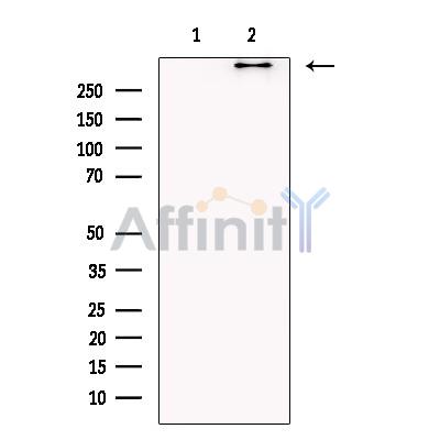 BIRC6 Antibody - Western blot analysis of extracts from Hela cells , using BIRC6 Antibody.