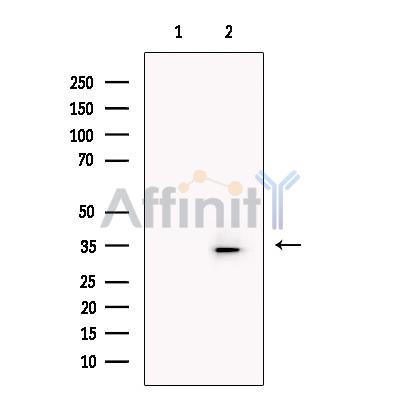 GODZ Antibody - Western blot analysis of extracts from Mouse  Cerebellum, using GODZ Antibody.