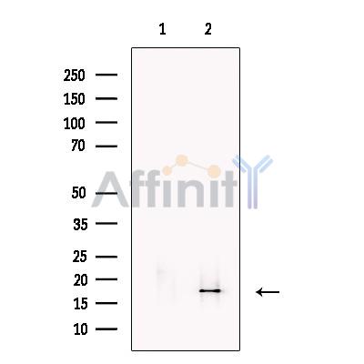 MAFK Antibody - Western blot analysis of extracts from A431 cells, using MAFK Antibody.