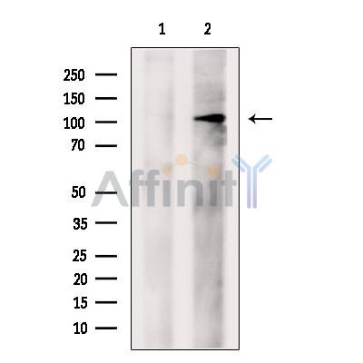 eIF4ENIF1 Antibody - Western blot analysis of extracts from COS-7, using eIF4ENIF1 Antibody.