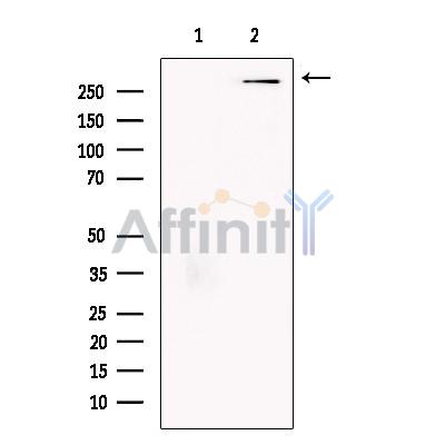 p400 Antibody - Western blot analysis of extracts from Hela cells, using p400 Antibody.
