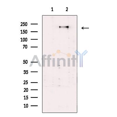 SEC16A Antibody - Western blot analysis of extracts from Hela cells, using SEC16A Antibody.