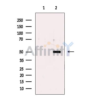 SIGLEC9 Antibody - Western blot analysis of extracts from HepG2 cells, using SIGLEC9 Antibody.