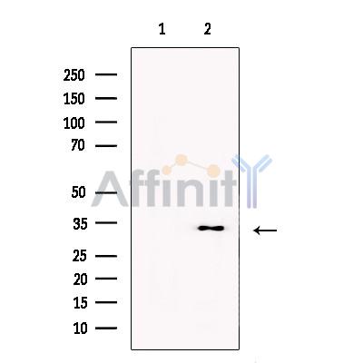 PGP Antibody - Western blot analysis of extracts from K562, using PGP Antibody.