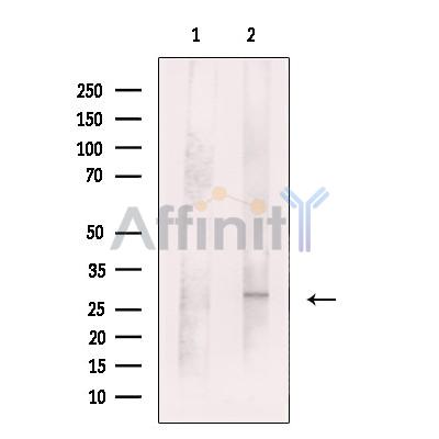 PHAP1 Antibody - Western blot analysis of extracts from Raji, using PHAP1 Antibody.