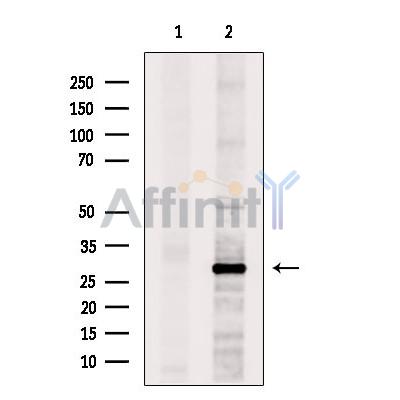 PHAP1 Antibody - Western blot analysis of extracts from 3T3, using PHAP1 Antibody.