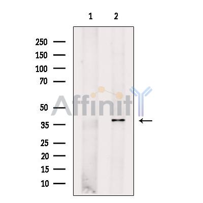 ACTR1A Antibody - Western blot analysis of extracts from PC12, using ACTR1A Antibody.