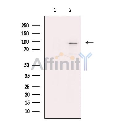 THRAP5 Antibody - Western blot analysis of extracts from Jurkat, using THRAP5 Antibody.