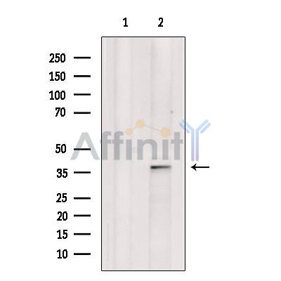 Surfactant protein D Antibody - Western blot analysis of extracts from 3T3, using Surfactant protein D Antibody.