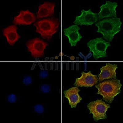 Surfactant protein D Antibody - DF13601 staining HepG2 cells by IF/ICC.