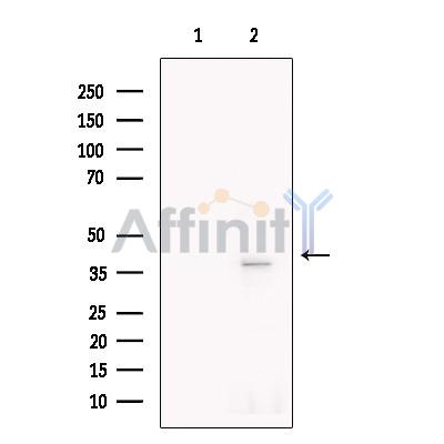 Surfactant protein D Antibody - Western blot analysis of extracts from Rat  lung, using Surfactant protein D Antibody.