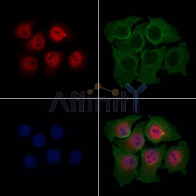 Amino-terminal enhancer of split Antibody - DF13613 staining HepG2 cells by IF/ICC.