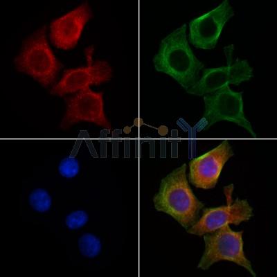 Neurogranin Antibody - DF13620 staining HepG2 cells by IF/ICC.