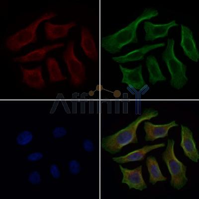 Gliomedin Antibody - DF13626 staining HepG2 cells by IF/ICC.