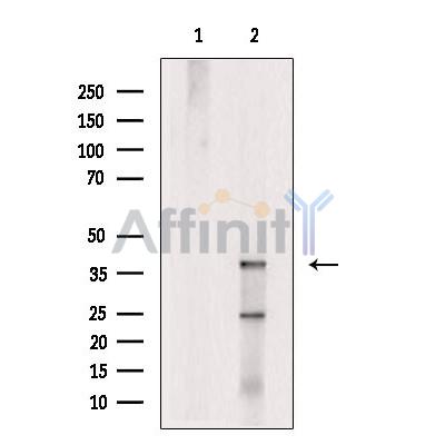 Connexin 40 / GJA5 Antibody - Western blot analysis of extracts from RAW264.