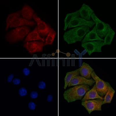 Connexin 40 / GJA5 Antibody - DF13633 staining HepG2 cells by IF/ICC.
