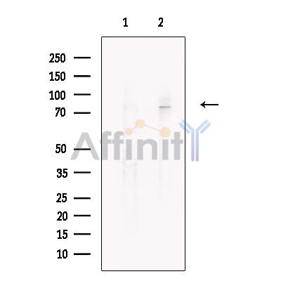Pannexin 2 Antibody - Western blot analysis of extracts from HepG2 cells, using Pannexin 2 Antibody.