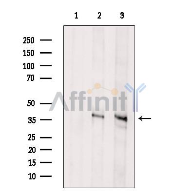 Asporin Antibody - Western blot analysis of extracts from various samples, using Asporin Antibody.
