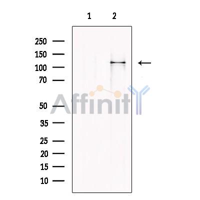 Mov10 Antibody - Western blot analysis of extracts from Hela cells, using Mov10 Antibody.