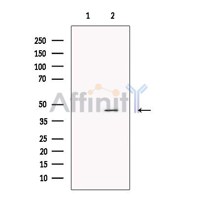 Dhh Antibody - Western blot analysis of extracts from Raji, using Dhh Antibody.
