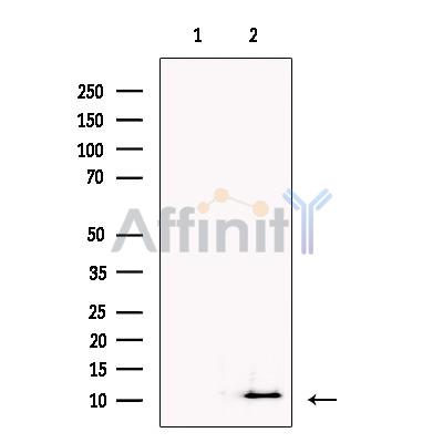 FMRFamide Antibody - Western blot analysis of extracts from 293, using FMRFamide Antibody.