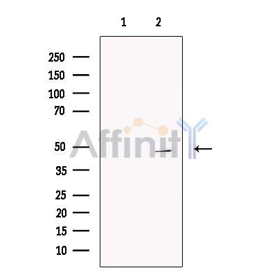 CCDC34 Antibody - Western blot analysis of extracts from U251 MG, using CCDC34 Antibody.