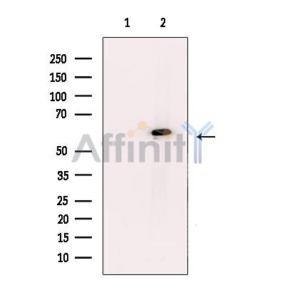 TBX5 Antibody - Western blot analysis of extracts from Hela cells, using TBX5 Antibody.