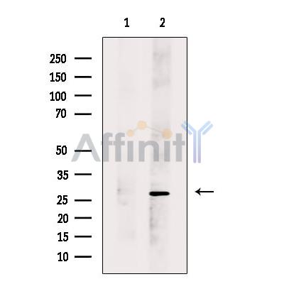 DERL2 Antibody - Western blot analysis of extracts from Mouse  brain, using DERL2 Antibody.