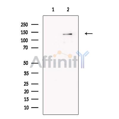 SCAP Antibody - Western blot analysis of extracts from Hela cells, using SCAP Antibody.