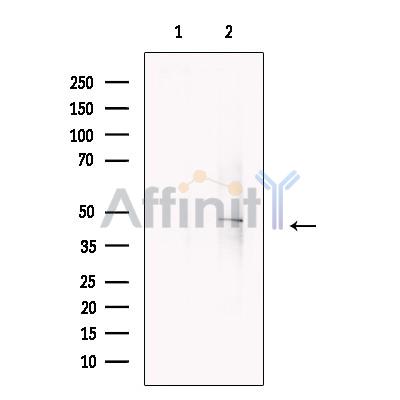 COPS4 Antibody - Western blot analysis of extracts from Hela cells, using COPS4 Antibody.